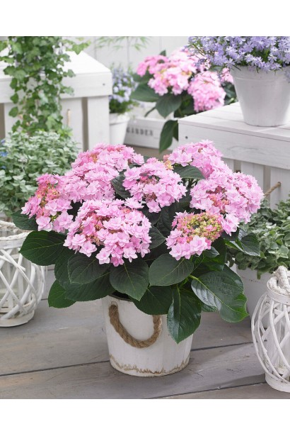 Кущ гортензії You & Me Romance з пишними рожевими суцвіттями у декоративному кашпо.